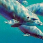 Шкаф 2Д мульти Дельфины